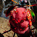 MANTIS SHRIMP
